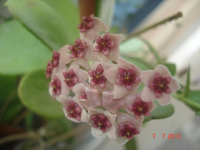 DSC07668 - Hoya Obovata