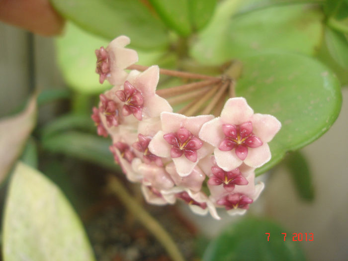 DSC07672 - Hoya Obovata