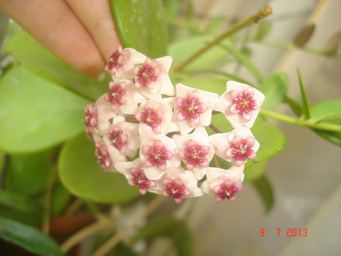 DSC07711 - Hoya Obovata