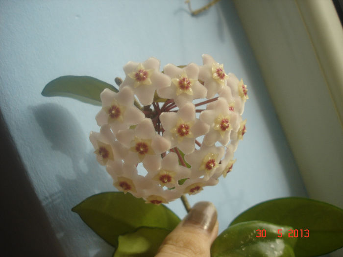 DSC07129 - Hoya Carnosa