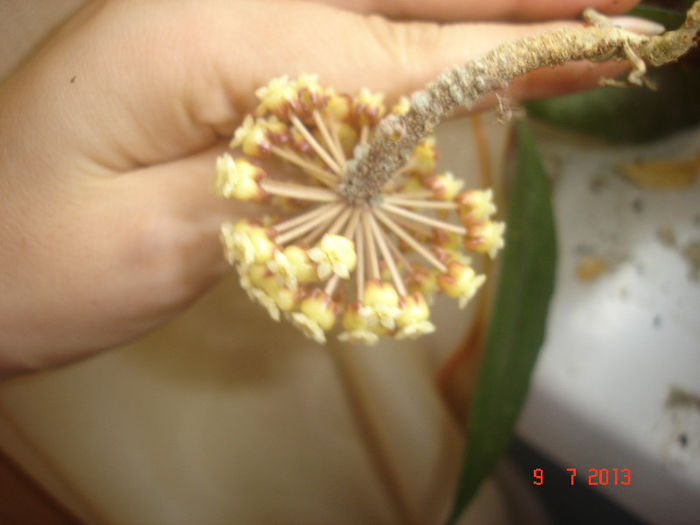 DSC07705 - Hoya Finlaysonii