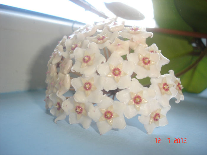 DSC07750 - Hoya Fungii