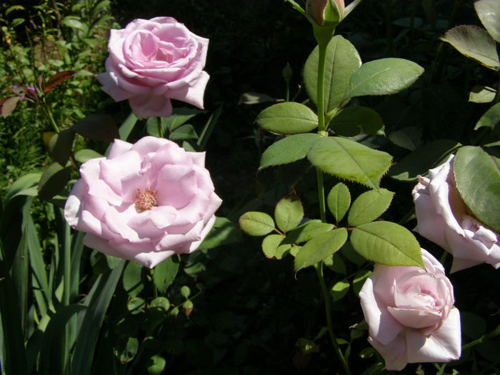 P1018494
