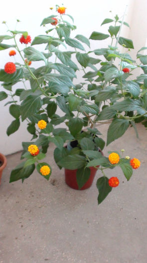 DSC01491 - LANTANA