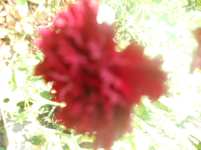 DSCN4712