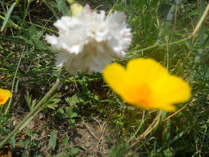 DSCN4713