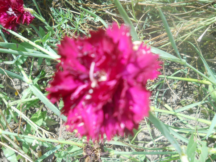 DSCN4714