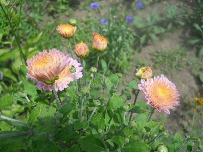 DSCN4716
