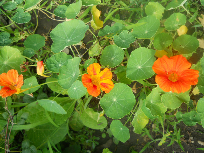 DSCN4721