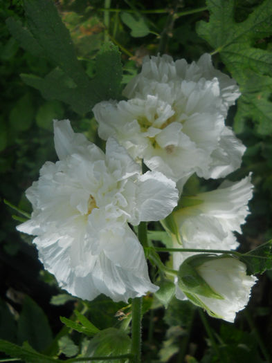 DSCN4725