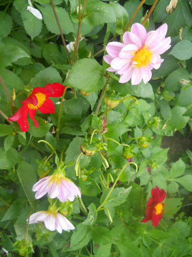 DSCN4742