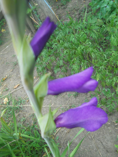 DSCN4767