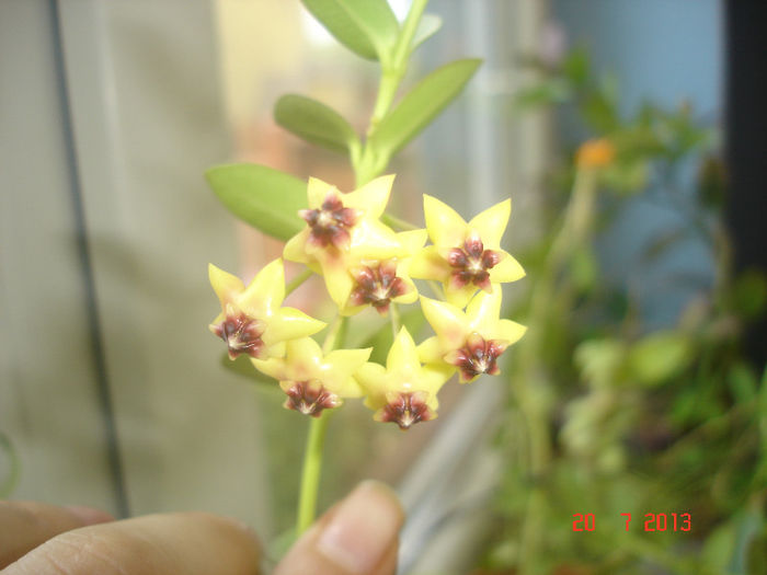 DSC07815 - Hoya Cumingiana