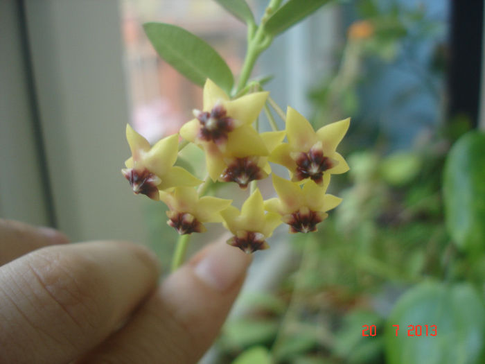 DSC07816 - Hoya Cumingiana