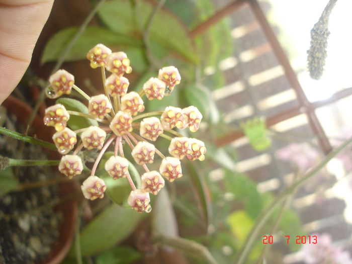 DSC07813 - X Hoya Sulawesii pierdută