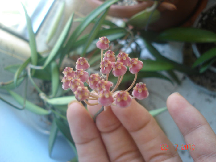 DSC07866 - Hoya Kentiana