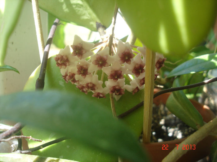 22.07.13 - Hoya Obovata