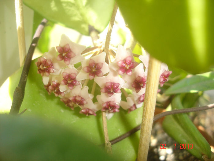 DSC07870 - Hoya Obovata