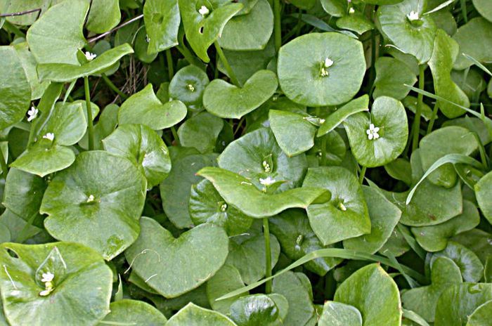 Claytonia Perfoliata - 2-de vanzare 2019-2020-SEMINTE IERBURI FOLOSITOARE SI PLANTE MEDICINALE RARE