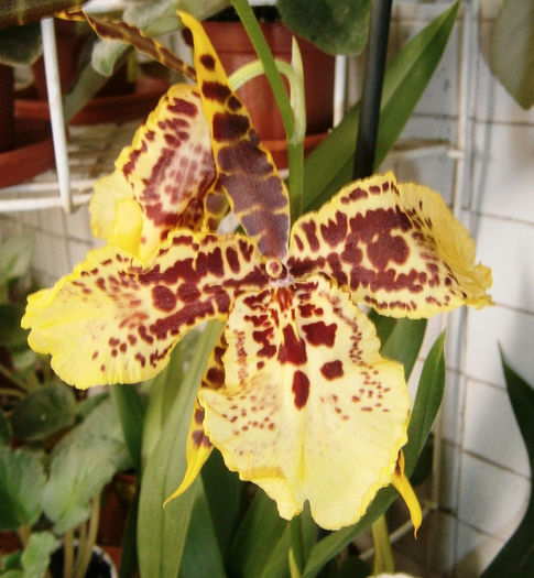 P7220007 - Reinfloriri orhidee 2013