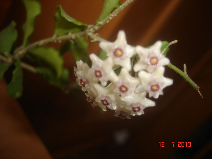 Kenyakumariana - 2013 flori hoya
