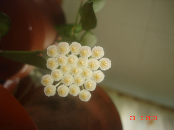 Lacunosa - 2013 flori hoya