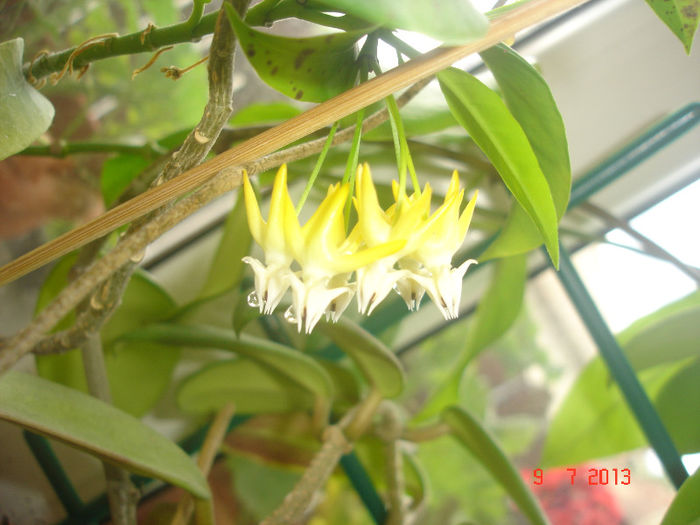 Multiflora - 2013 flori hoya