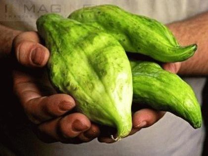 Caigua (Cyclanthera pedata) - 2-de vanzare 2019-2020-SEMINTE IERBURI FOLOSITOARE SI PLANTE MEDICINALE RARE