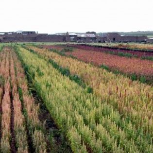 Chenopodium pallidicaule - 2-de vanzare 2019-2020-SEMINTE IERBURI FOLOSITOARE SI PLANTE MEDICINALE RARE