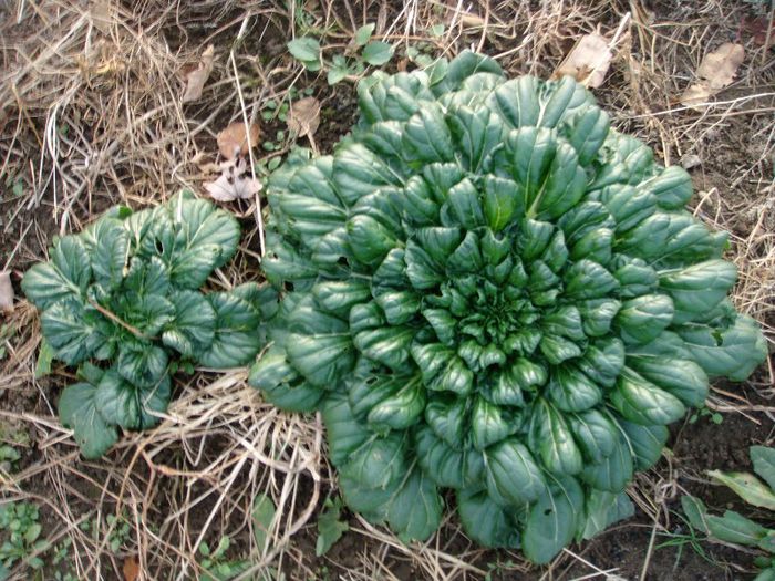 tatsoi - 2-de vanzare 2019-2020-SEMINTE IERBURI FOLOSITOARE SI PLANTE MEDICINALE RARE