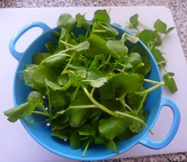 agriao - 2-de vanzare 2019-2020-SEMINTE IERBURI FOLOSITOARE SI PLANTE MEDICINALE RARE