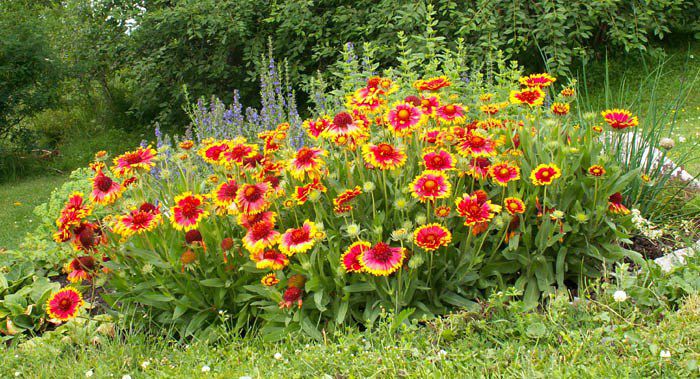 Gaillardia_aristata - a-alte seminte rare