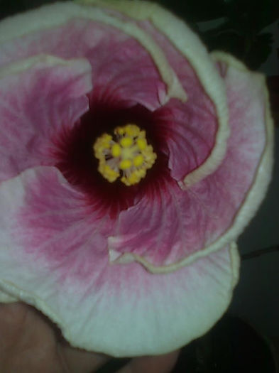 Imagine3702 - HIBISCUS