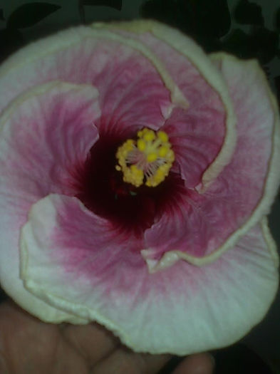 Imagine3703 - HIBISCUS
