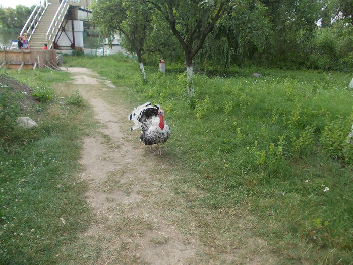 DSCN9582_5037 - La Snagov