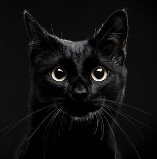 black_cat_photo