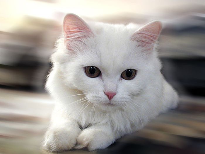 cats-white-cat - Animale