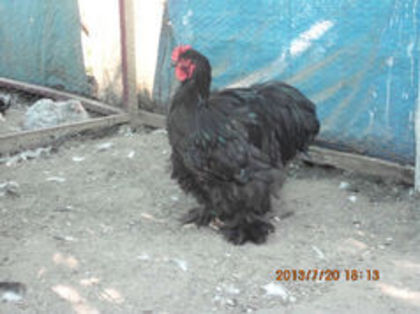 91176822_OSDVYFT - Cochin negru 2016-2017