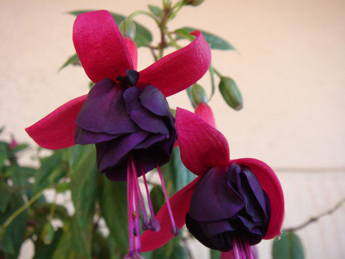 DSC07069 - Fuchsia 2013