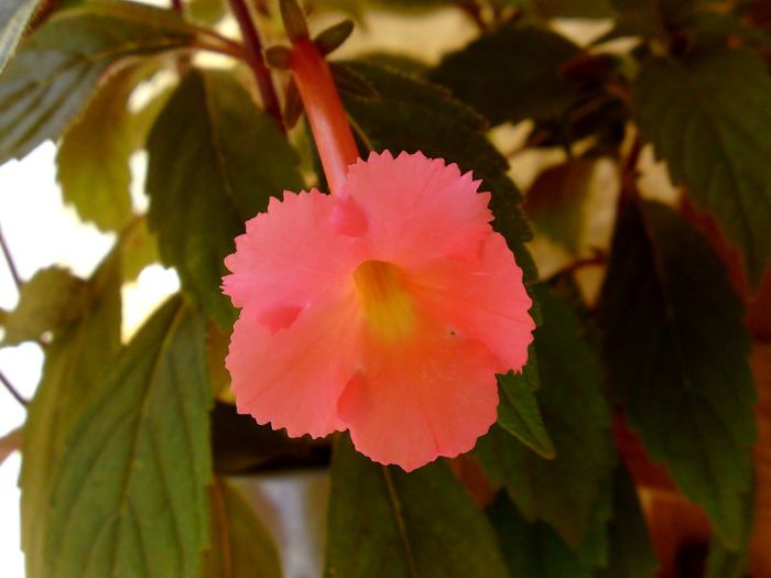 Peach Glow - 0 Achimenes