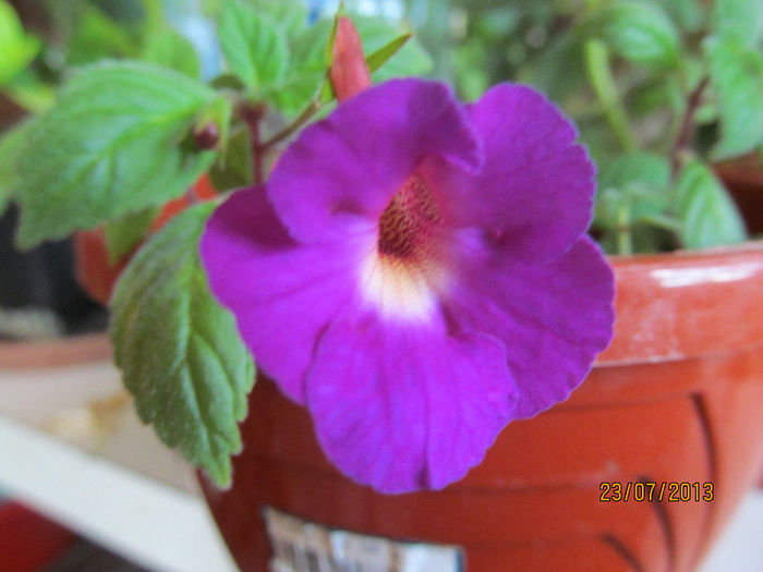 nu am reusit sa surprind culoarea, pacat...