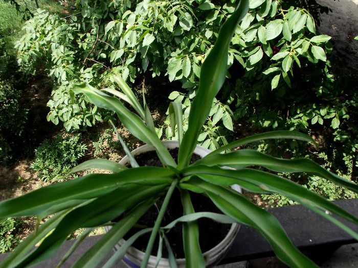 chlorophytum - Diverse flori