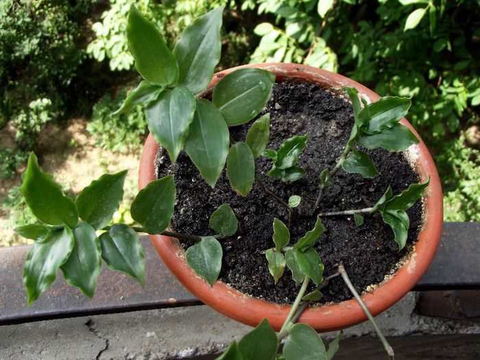 tradescantia - Diverse flori