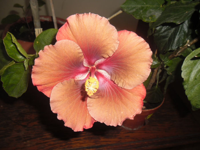 Chocolate High ( Jim Berry ) - Hibiscus 2013-2