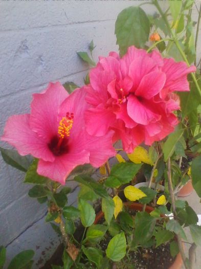 23.7.2013 - hibiscusi 2013