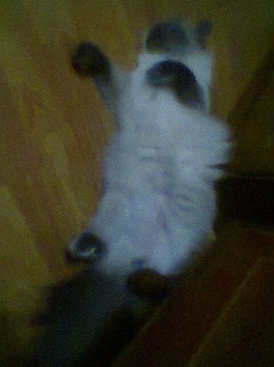 Fotogr.0738 - Motanelul meu