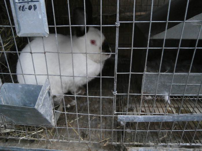 P7170173 - a              arhiva   de vanzare iepuri de rasa iulie 2013