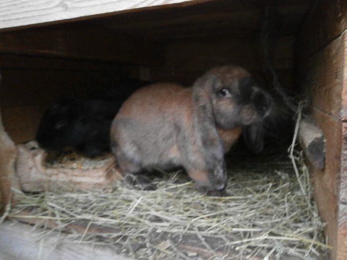 P7170243 - a              arhiva   de vanzare iepuri de rasa iulie 2013