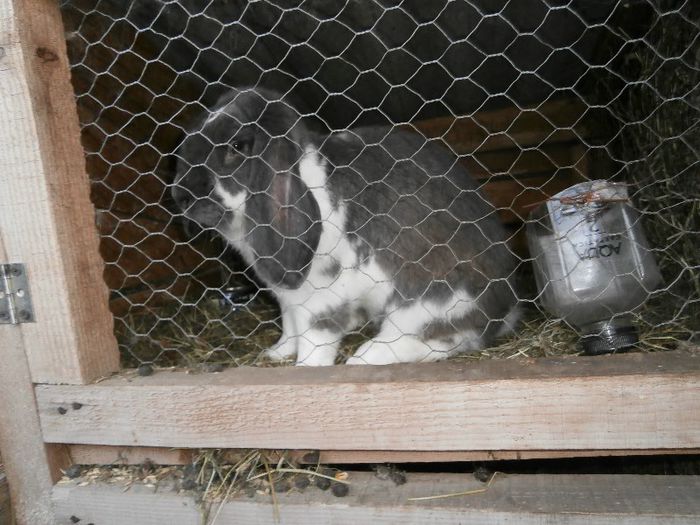 P7170247 - a              arhiva   de vanzare iepuri de rasa iulie 2013