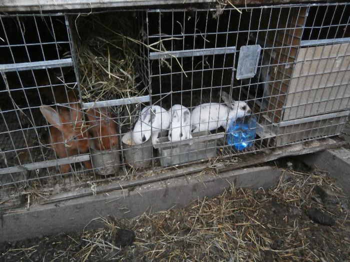 P7170178 - a              arhiva   de vanzare iepuri de rasa iulie 2013